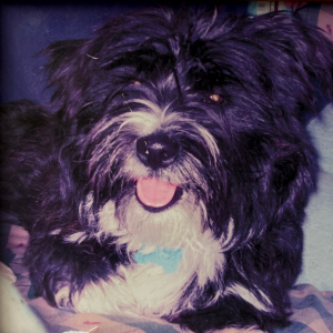 Sparky